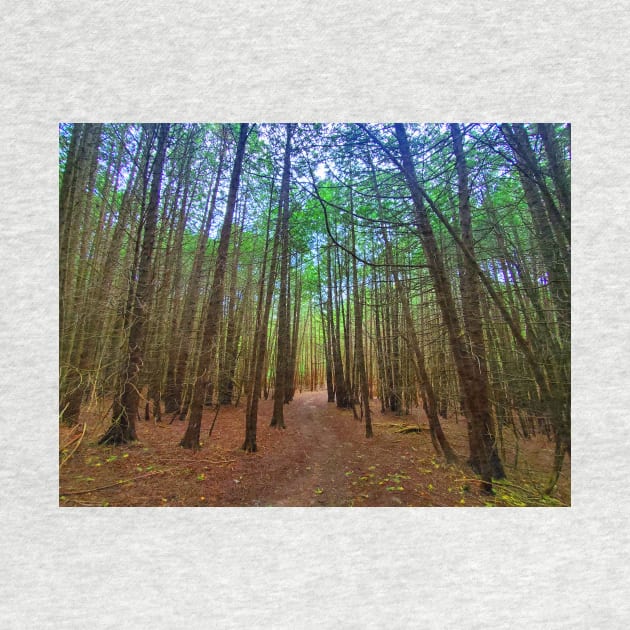 Path Through The Trees by BrianPShaw